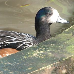 Chiloe wigeon -Zoo de Santillana del Mar (2024)
