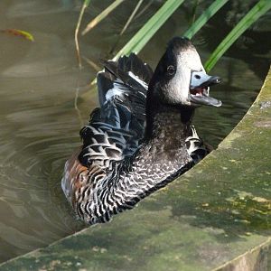 Chiloe wigeon -Zoo de Santillana del Mar (2024)