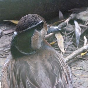 Baikal teal -Zoo de Santillana del Mar (2024)