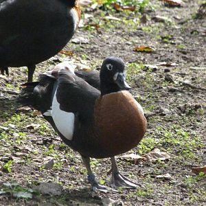 Australian shelduck -Zoo de Santillana del Mar (2024)