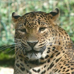 Sri Lankan leopard -Zoo de Santillana del Mar (2024)