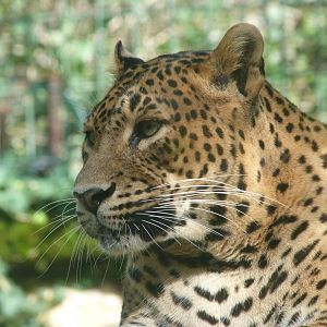 Sri Lankan leopard -Zoo de Santillana del Mar (2024)