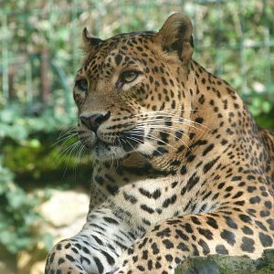 Sri Lankan leopard -Zoo de Santillana del Mar (2024)