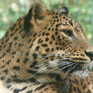 Sri Lankan leopard -Zoo de Santillana del Mar (2024)