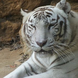 Tiger -Zoo de Santillana del Mar (2024)