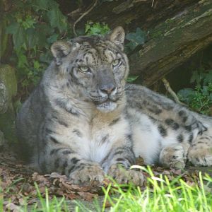 Snow leopard -Zoo de Santillana del Mar (2024)