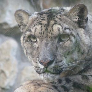 Snow leopard -Zoo de Santillana del Mar (2024)