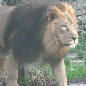 Asiatic lion -Zoo de Santillana del Mar (2024)