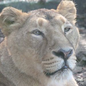 Asiatic lion -Zoo de Santillana del Mar (2024)