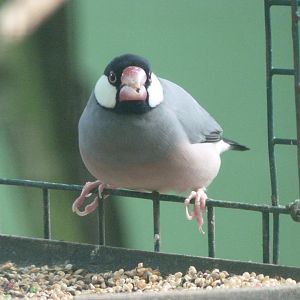Java sparrow -Zoo de Santillana del Mar (2024)