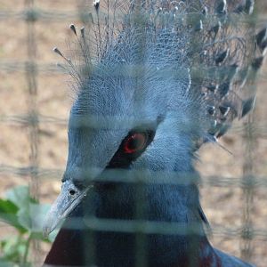 Victoria crowned-pigeon -Zoo de Santillana del Mar (2024)