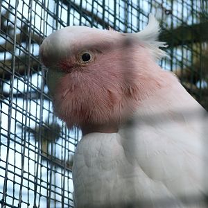 Major Michell's cockatoo -Zoo de Santillana del Mar (2024)