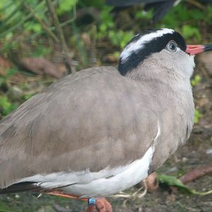 Crowned lapwing -Zoo de Santillana del Mar (2024)