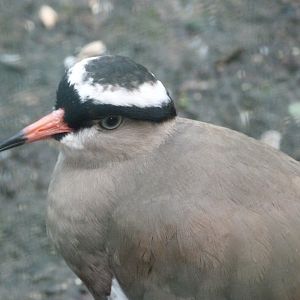Crowned lapwing -Zoo de Santillana del Mar (2024)