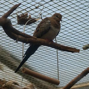Namaqua dove -Zoo de Santillana del Mar (2024)