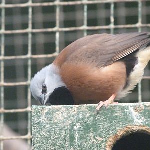 Black-throated finch -Zoo de Santillana del Mar (2024)