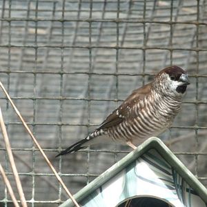 Plum-headed finch -Zoo de Santillana del Mar (2024)