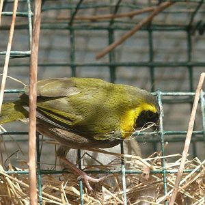 Cuban grassquit -Zoo de Santillana del Mar (2024)