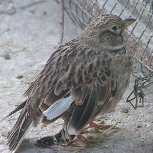 Calandra lark -Zoo de Santillana del Mar (2024)