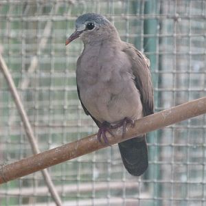 Blue-spotted wood dove -Zoo de Santillana del Mar (2024)
