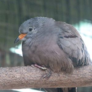 Croaking ground dove -Zoo de Santillana del Mar (2024)