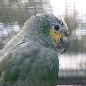 Orange-winged amazon -Zoo de Santillana del Mar (2024)