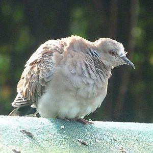 European turtle dove -Zoo de Santillana del Mar (2024)