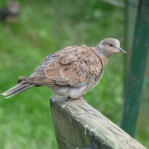 European turtle dove -Zoo de Santillana del Mar (2024)