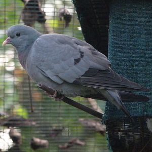 Stock dove -Zoo de Santillana del Mar (2024)