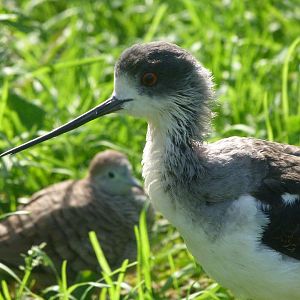 Black-winged stilt -Zoo de Santillana del Mar (2024)