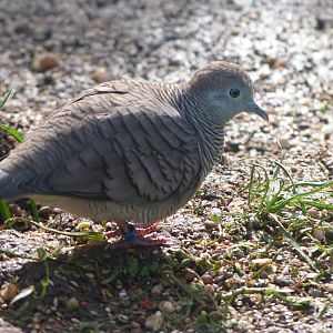 Zebra dove -Zoo de Santillana del Mar (2024)