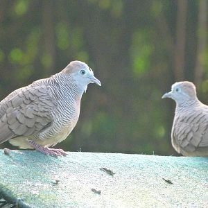 Zebra doves -Zoo de Santillana del Mar (2024)