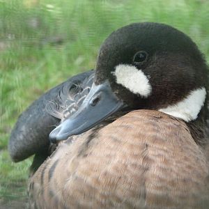 Spectacled duck -Zoo de Santillana del Mar (2024)