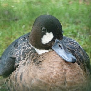Spectacled duck -Zoo de Santillana del Mar (2024)