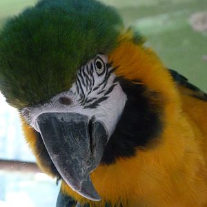 Blue-and-gold macaw -Zoo de Santillana del Mar (2024)