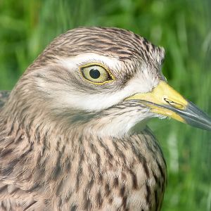 Eurasian thick-knee -Zoo de Santillana del Mar (2024)