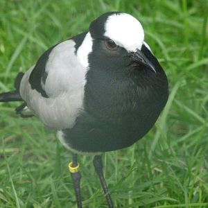 Blacksmith lapwing -Zoo de Santillana del Mar (2024)
