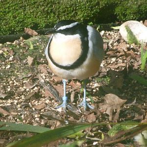 Egyptian plover -Zoo de Santillana del Mar (2024)