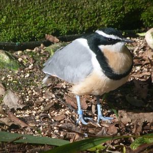 Egyptian plover -Zoo de Santillana del Mar (2024)