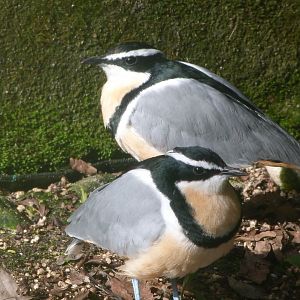Egyptian plovers -Zoo de Santillana del Mar (2024)