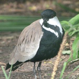 Spur-winged lapwing -Zoo de Santillana del Mar (2024)