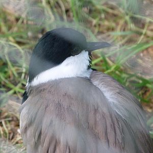 Spur-winged lapwing -Zoo de Santillana del Mar (2024)
