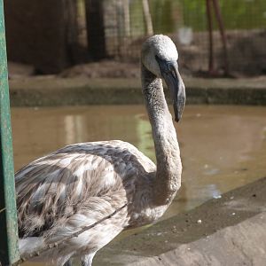 Greater flamingo -Zoo de Santillana del Mar (2024)
