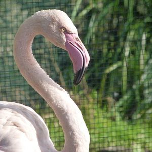 Greater flamingo -Zoo de Santillana del Mar (2024)