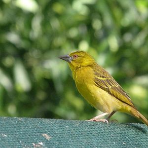 Black-headed weaver -Zoo de Santillana del Mar (2024)