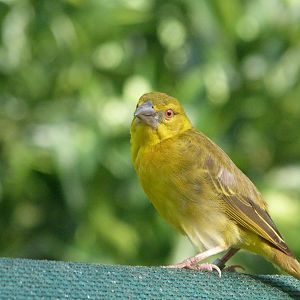 Black-headed weaver -Zoo de Santillana del Mar (2024)