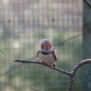 Zebra finch -Zoo de Santillana del Mar (2024)