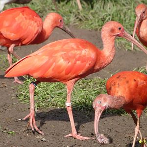 Scarlet ibis -Zoo de Santillana del Mar (2024)