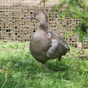 Pink-footed goose -Zoo de Santillana del Mar (2024)