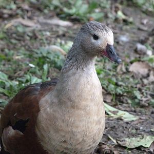 Orinoco goose -Zoo de Santillana del Mar (2024)